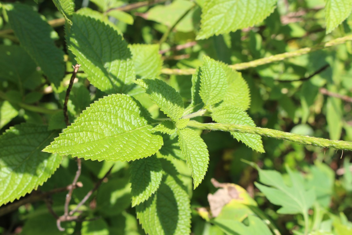 Stachytarpheta urticifolia Sims